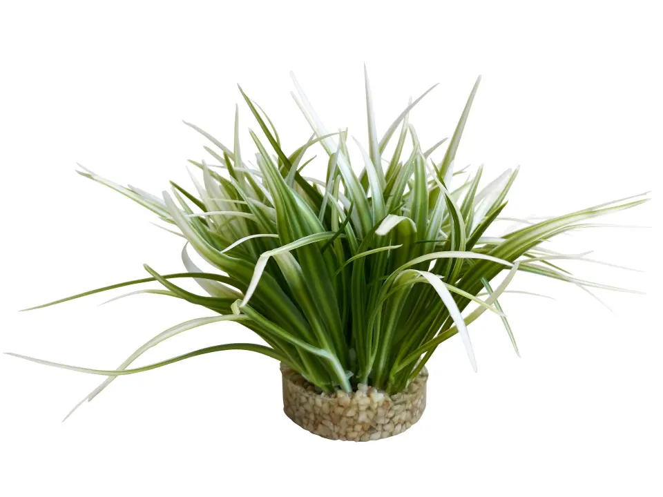 Sydeco Planta Oasis 20 cm 349665