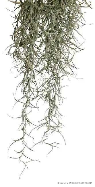 Exo Terra Planta Spanish Moss Mare