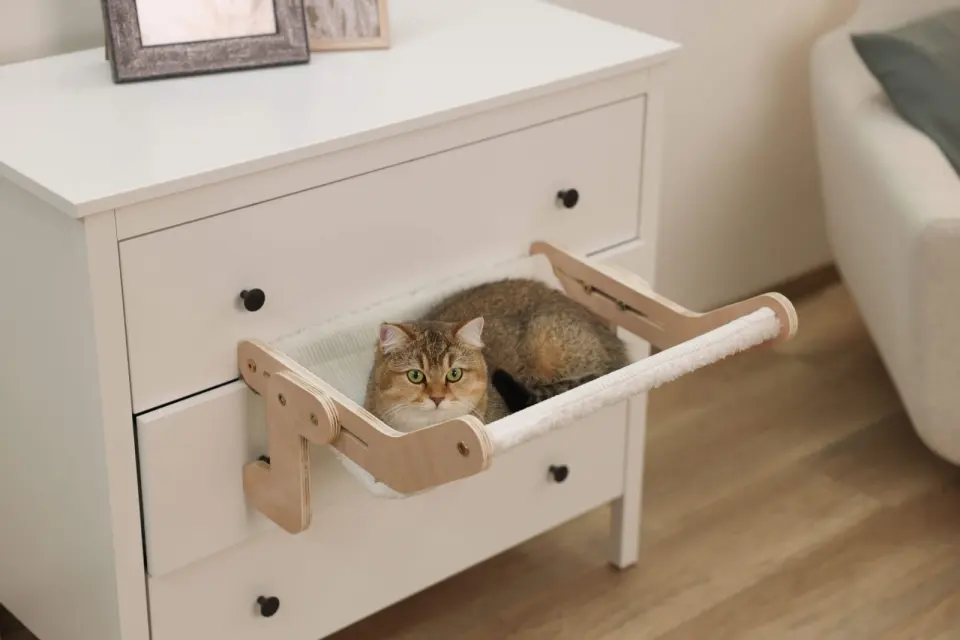 Hamac pisici - Nap