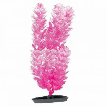 Marina Plante Color Foxtail 20 cm PP840