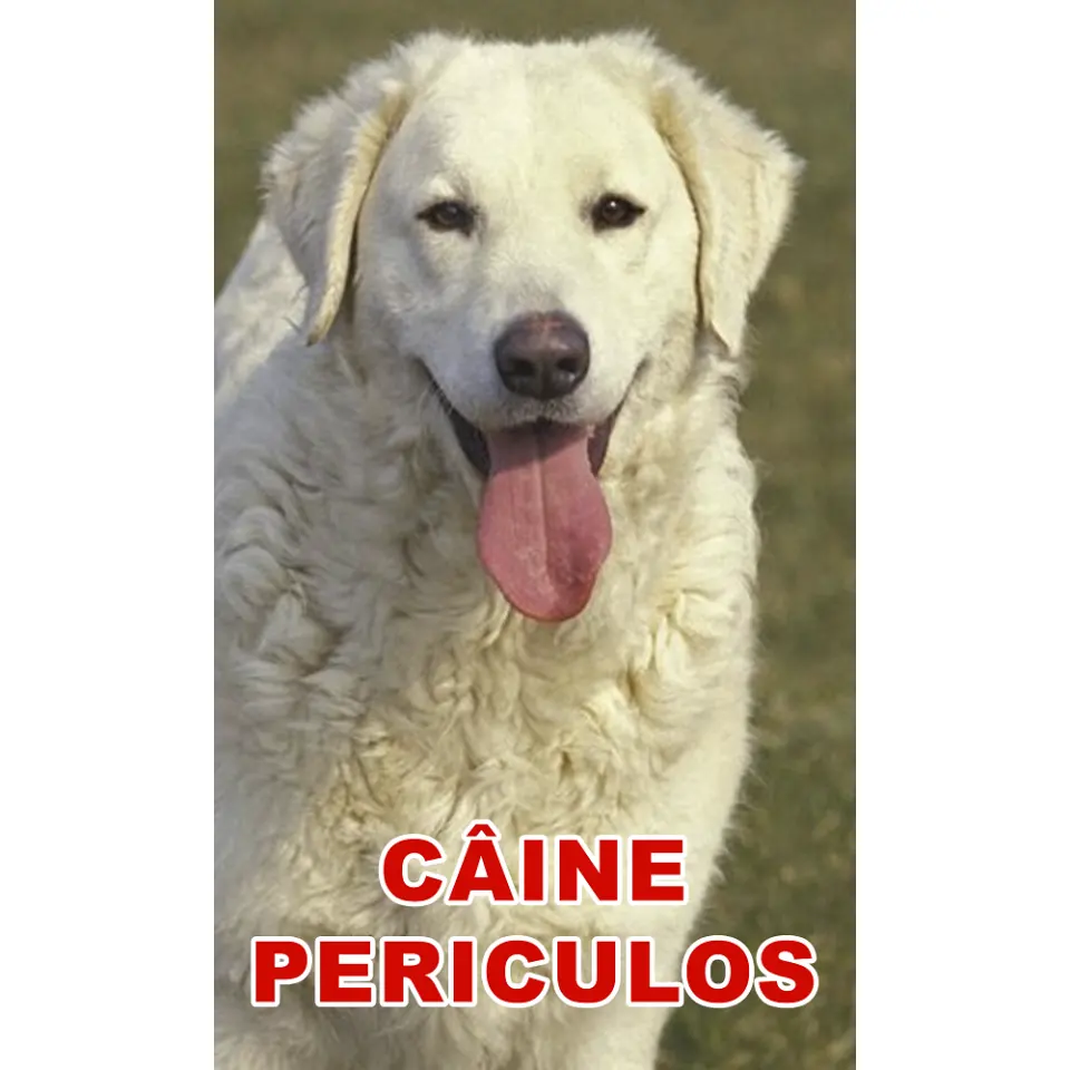 Indicator caine periculos Kuvasz