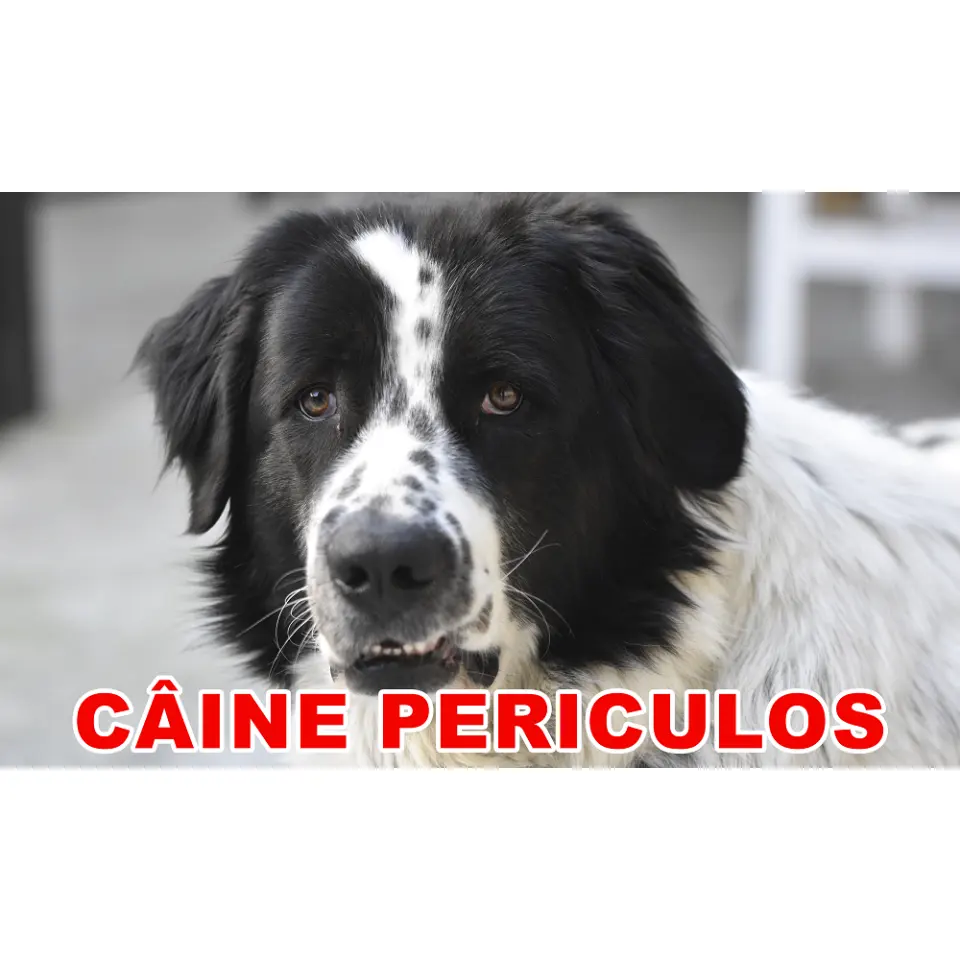 Indicator caine periculos Ciobanesc Bucovina