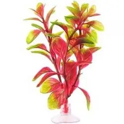 Marina Plante Mini Red Ludwigia 12076