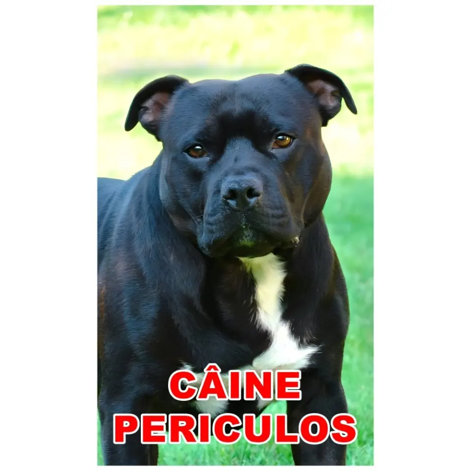 Indicator caine periculos Amstaff negru