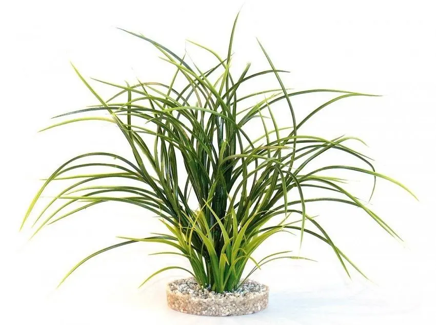 Sydeco Plante Fan Grass 30cm 349607