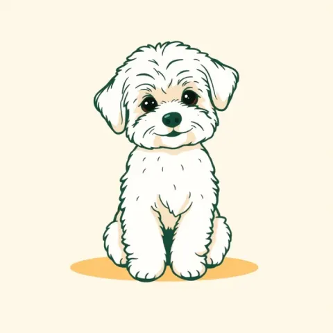 Desen Bichon Bolognez