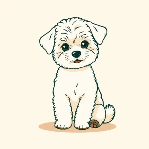 Desen Bichon Frise