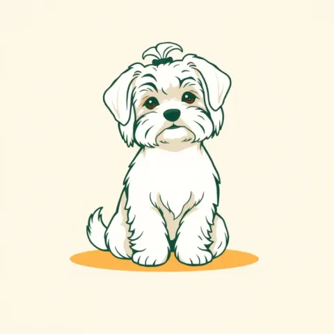 Desen Bichon Maltez