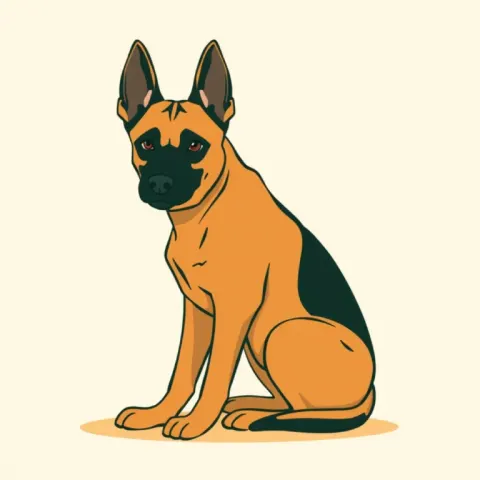 Desen Ciobănesc Belgian Malinois