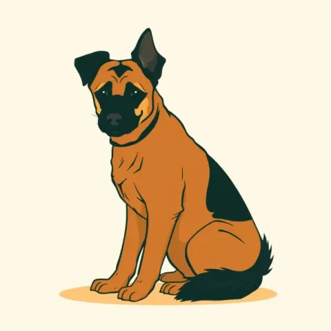 Desen Ciobănesc Belgian Tervueren