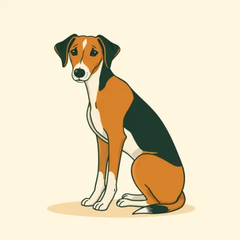 Desen Foxhound American