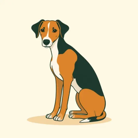 Desen Foxhound Englez