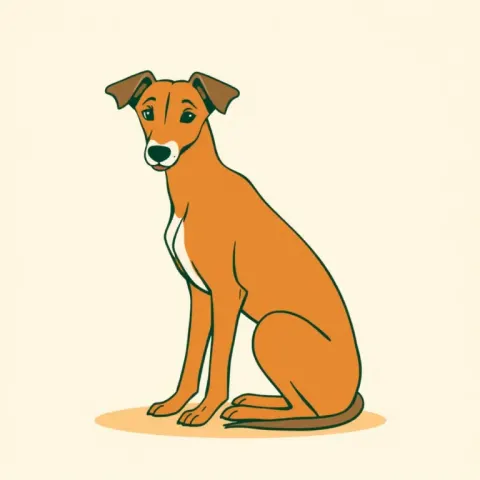 Desen Galgo Español