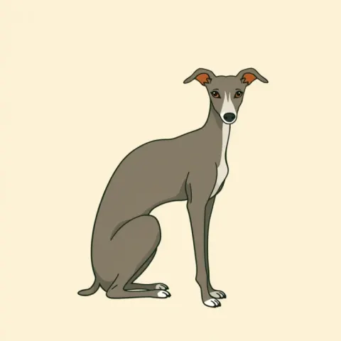 Desen Greyhound