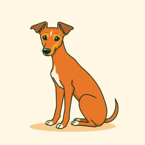 Desen Podenco Canario