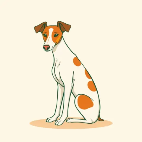 Desen Podenco Ibicenco