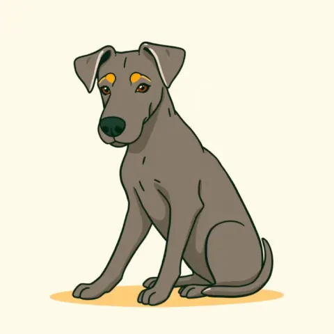 Desen Weimaraner